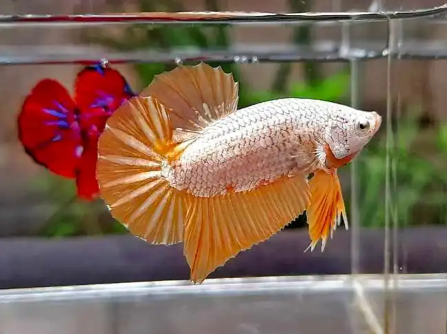 yellow color dragon scale betta fish