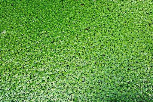 Duckweed covering the entire surface of the tank