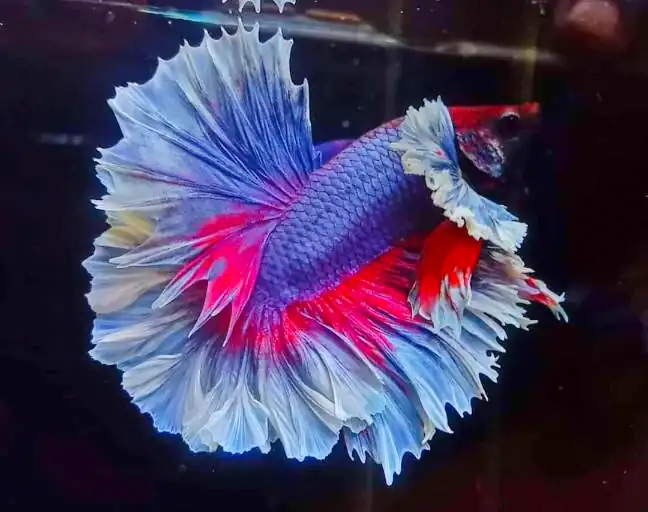 feather tail betta fish