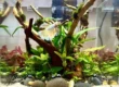 betta fish and plants grown in full bloom
