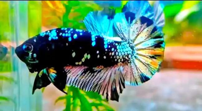 galaxy betta fish