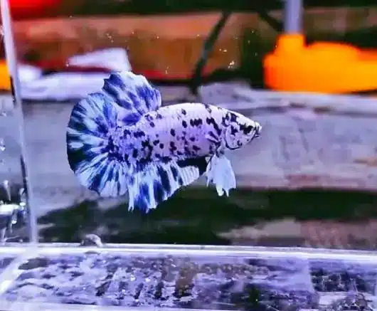 Marble betta fish