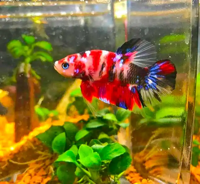 plakat betta fish