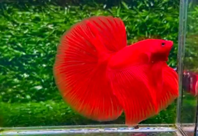 red color solid betta