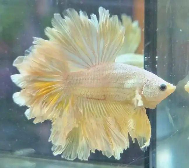 rose tail betta fish