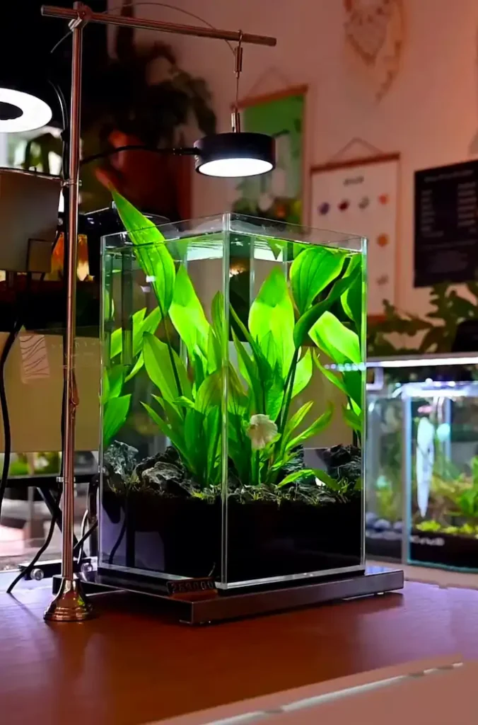 Small betta fish tank with a lit interior surrounded by indoor plants
