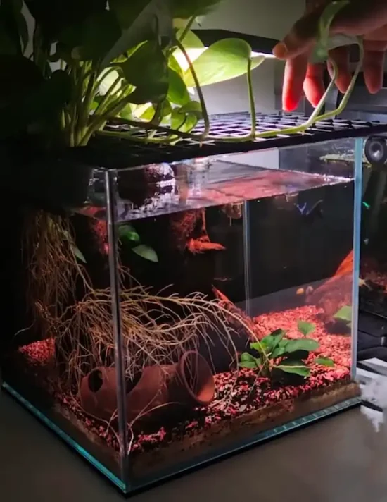 Small betta fish tank in a room with plants and built-in aquarium lighting