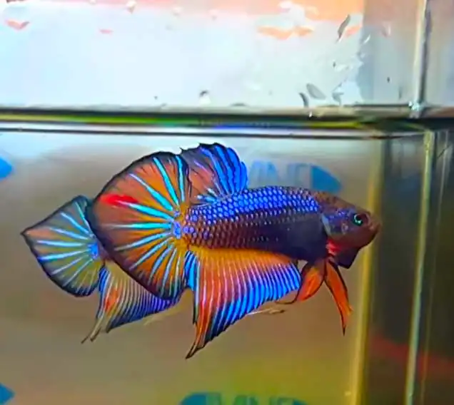 vibrant spade tail betta fish