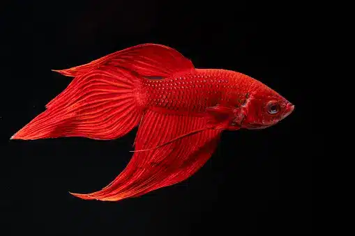 Red color veil tail betta fish