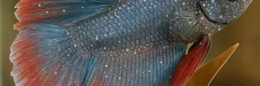 betta having white spots on entire body