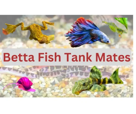 Best betta fish tank mates