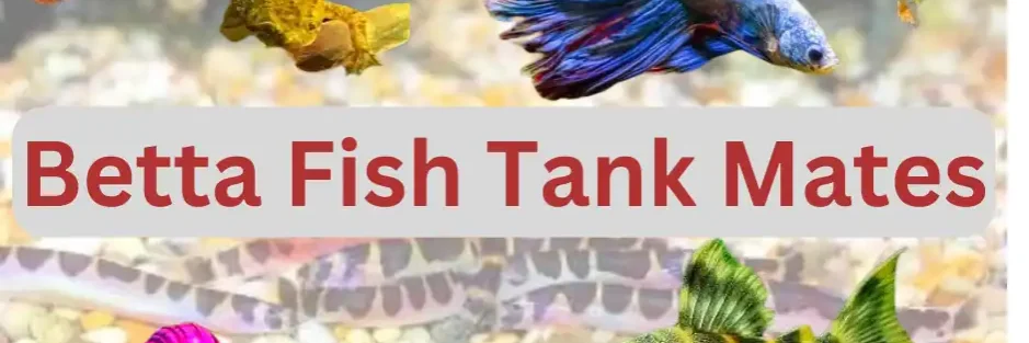 Best betta fish tank mates