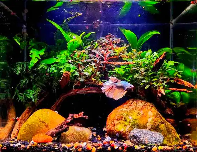 Planted 5-gallon betta aquarium with snails