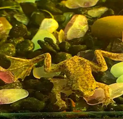 African dwarf frogs with betta fish