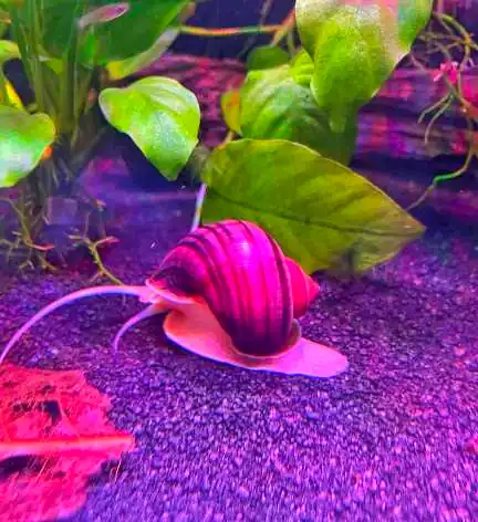 neon aquarium snails with betta fish