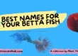 Best betta fish names