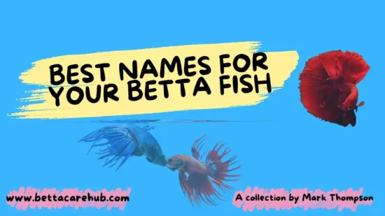 Best betta fish names