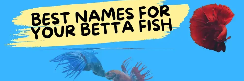 best names for betta fish Best betta fish names