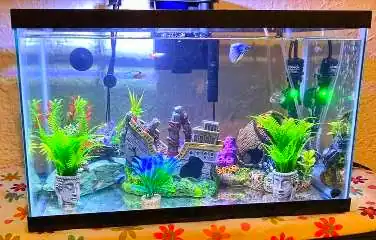 Betta fish with his tank mates