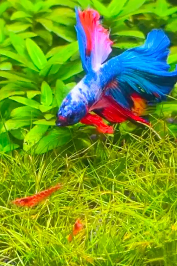 Betta fish swimming above a cherry shrimp in a planted aquarium