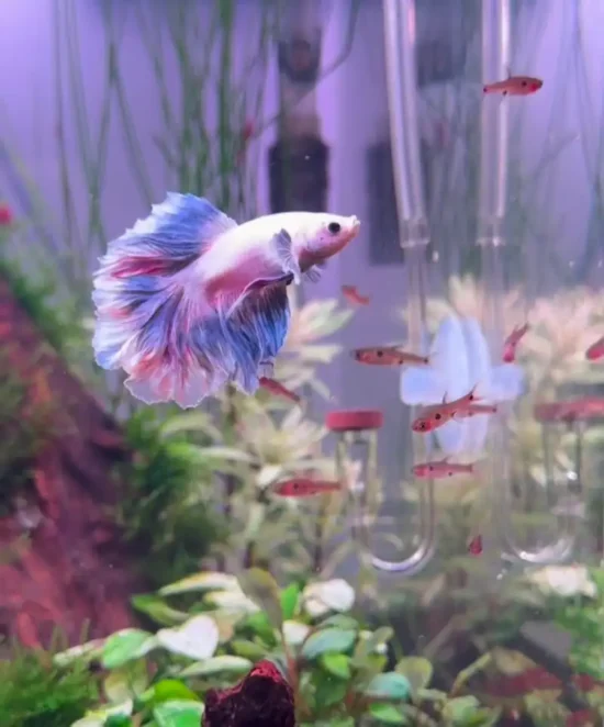 White and blue betta fish swimming with small rasboras in a planted aquarium
