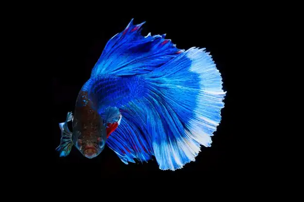 male blue betta fish