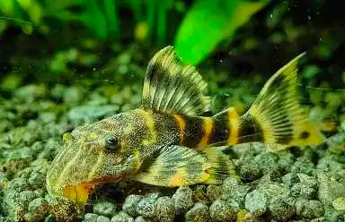 clown plecos with betta fish