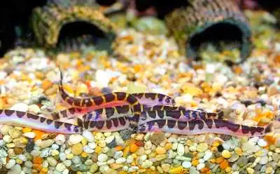 kuhli loaches at the bottom of betta tank