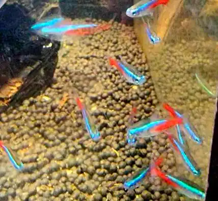 neon tetras in my betta tank