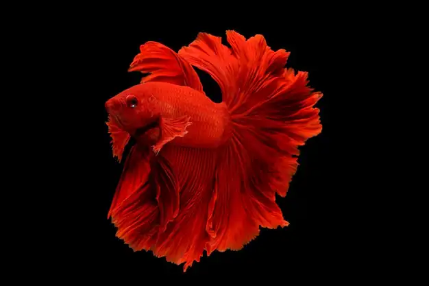 red betta fish