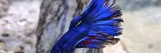 swim bladder disease A betta affected from swim bladder disease
