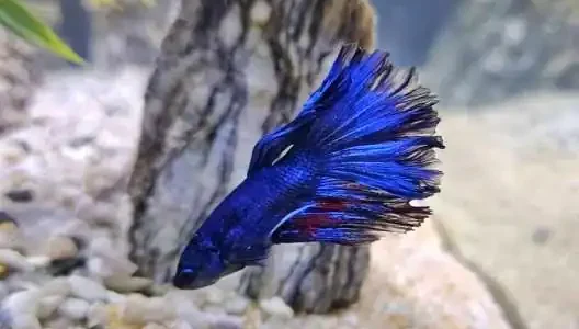 A betta affected from swim bladder disease