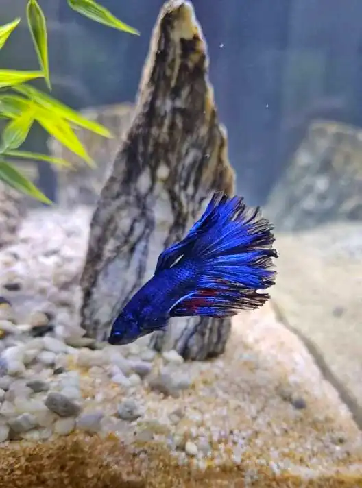 A betta affected from swim bladder disease