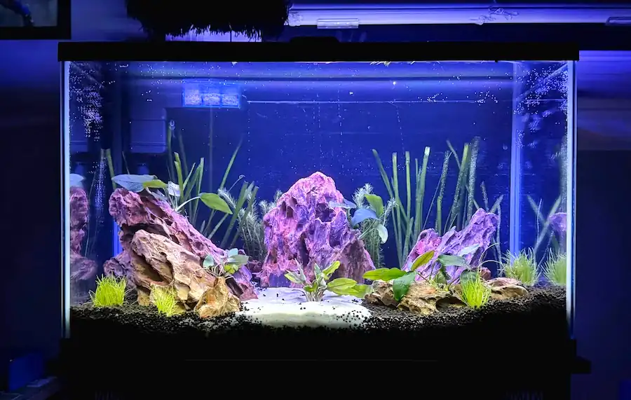 10-gallon betta aquarium with rocks, live plants, black substrate and blue aquarium lighting