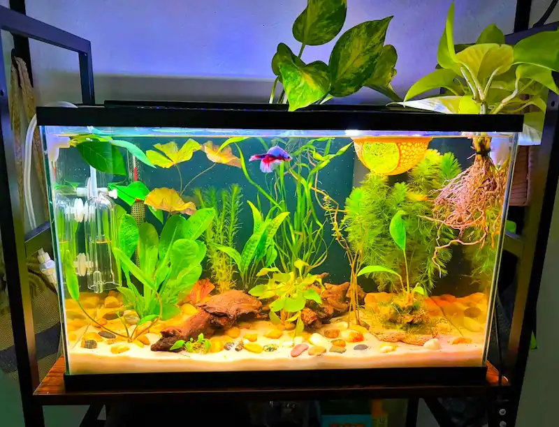 10-gallon betta fish tank with a colourful betta, live plants, driftwood and aquarium light
