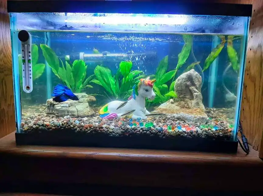 10 gallon betta tank having plants, decorations, substrates, and thermometer