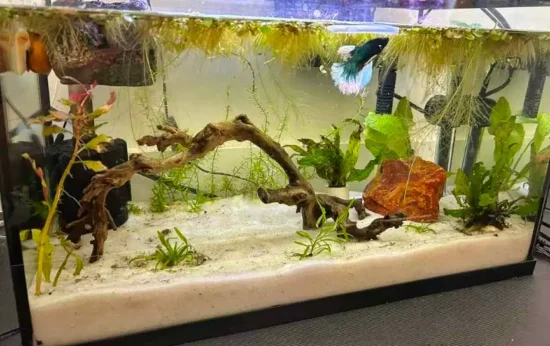 10-gallon betta fish tank with complete setup