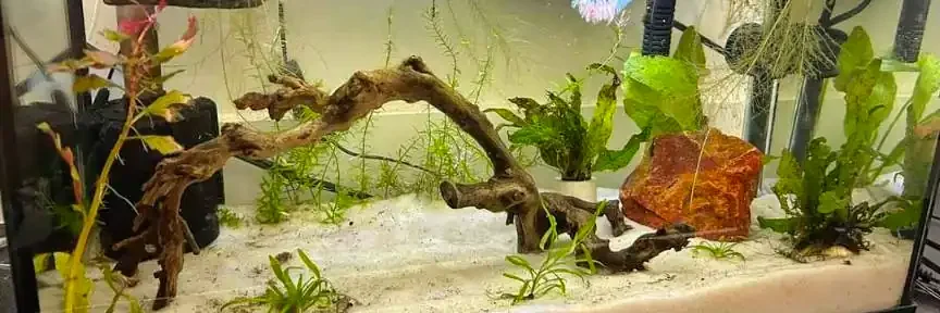 10-gallon betta tank 10-gallon betta fish tank with complete setup