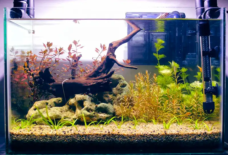 Planted 10-gallon betta tank with driftwood, rocks, live plants and aquarium equipment