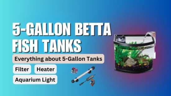 5-gallon betta fish tank with heater and filter