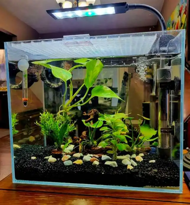 5-gallon betta fish planted tank