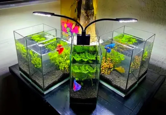 a combination of three aquarium lighted tank