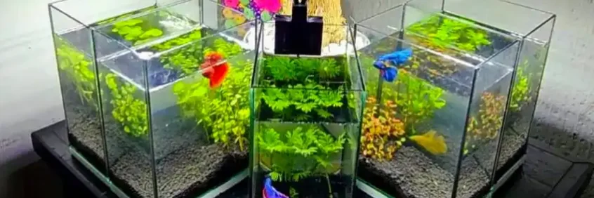 betta aquarium light a combination of three aquarium lighted tank