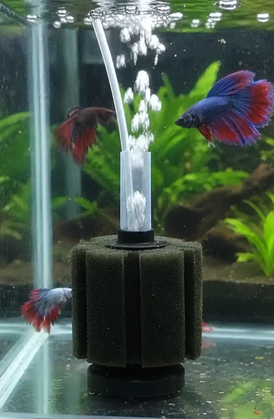 hang-on sponge filter in my betta tank