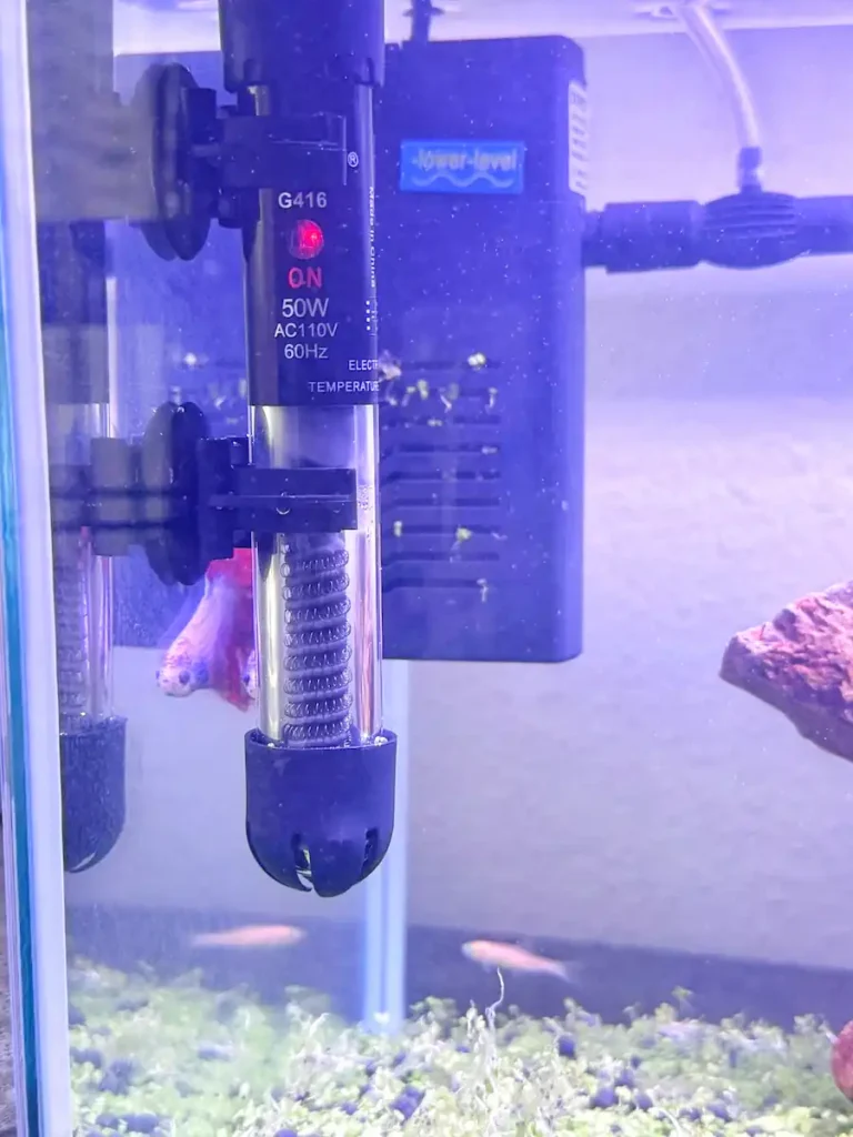 betta fish heater hanging in aquarium
