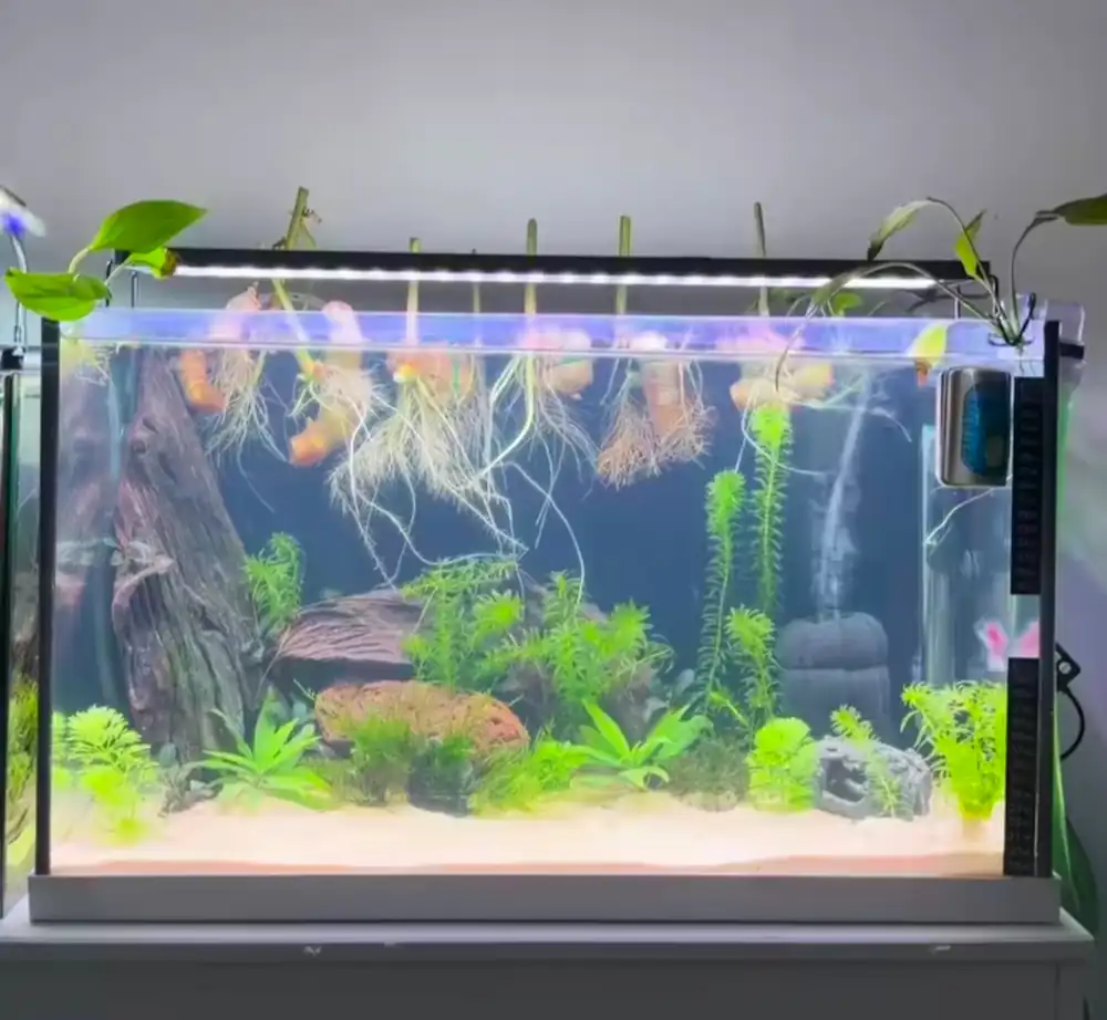 Do Betta Fish Need a Filter? When You Need One 6 betta fish filter setup in my 5-gallon tank