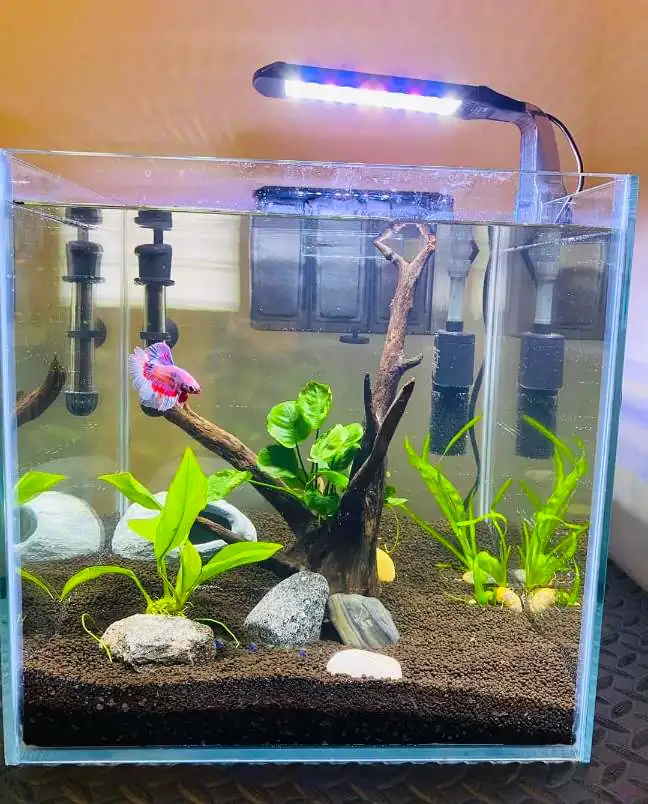 betta fish aquarium light