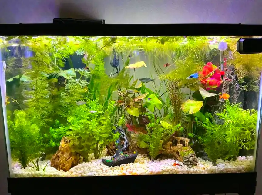 20-gallon betta fish tank