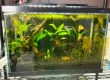 20 gallon betta fish tank