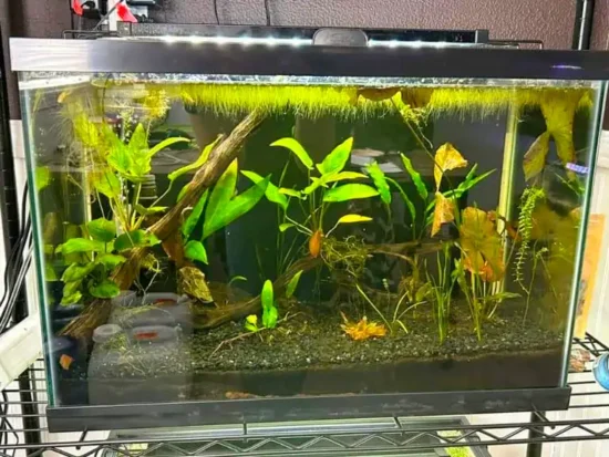 20 gallon betta fish tank